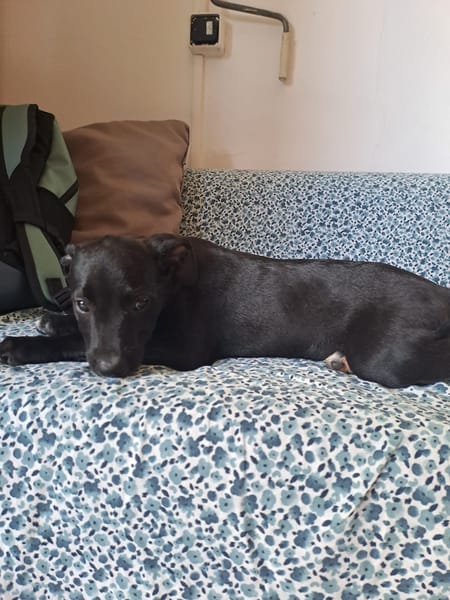 Quennie, femelle croisée créole, née le 15/04/2025 🌼