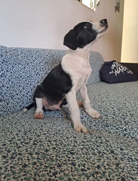 Tao, chiot Mâle Croisé Créole NON-LOF