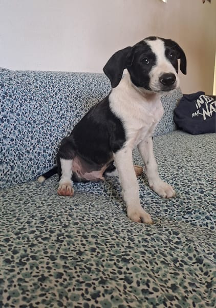 Tao, chiot Mâle Croisé Créole NON-LOF