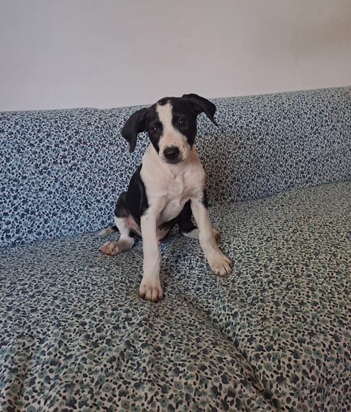 Tao, chiot Mâle Croisé Créole NON-LOF