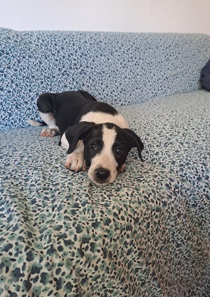 Tao, chiot Mâle Croisé Créole NON-LOF