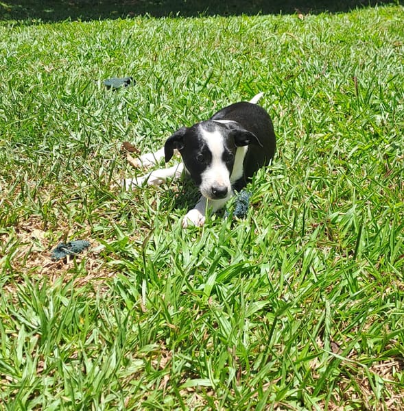 Tao, chiot Mâle Croisé Créole NON-LOF