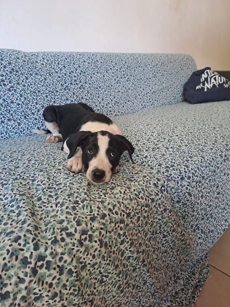 Tao, chiot Mâle Croisé Créole NON-LOF