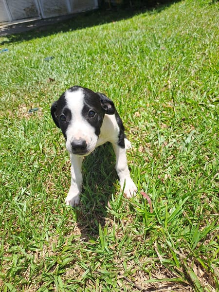 Tao, chiot Mâle Croisé Créole NON-LOF