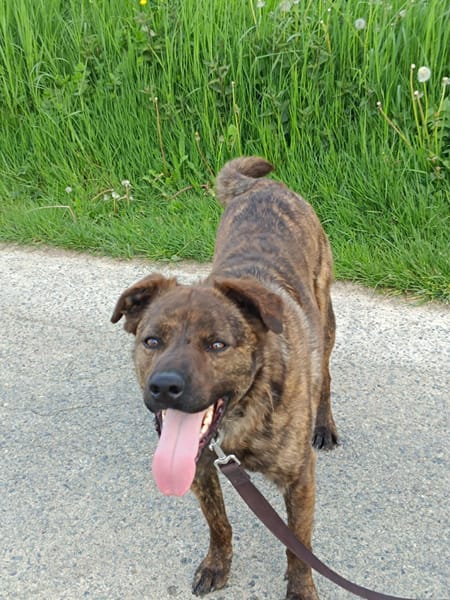 TEX, junior mâle Croisé Créole NON-LOF