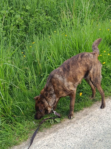 TEX, junior mâle Croisé Créole NON-LOF