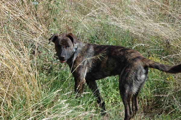 TEX, junior mâle Croisé Créole NON-LOF