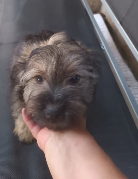 Mochi