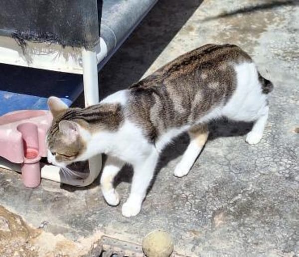 Junger, sozialer Kater Zorro