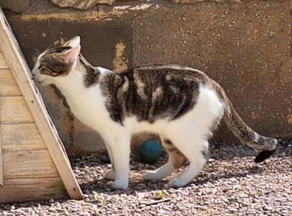 Junger, sozialer Kater Zorro