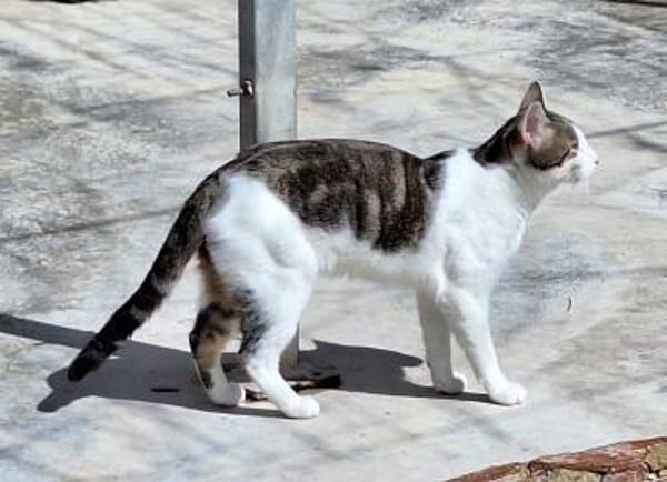 Junger, sozialer Kater Zorro