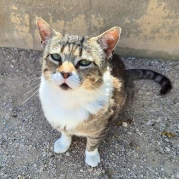 Charaktervoller Kater Tristan