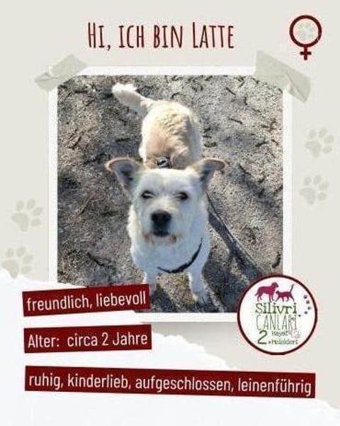 Helle Hündin sucht dringend ein zu Hause