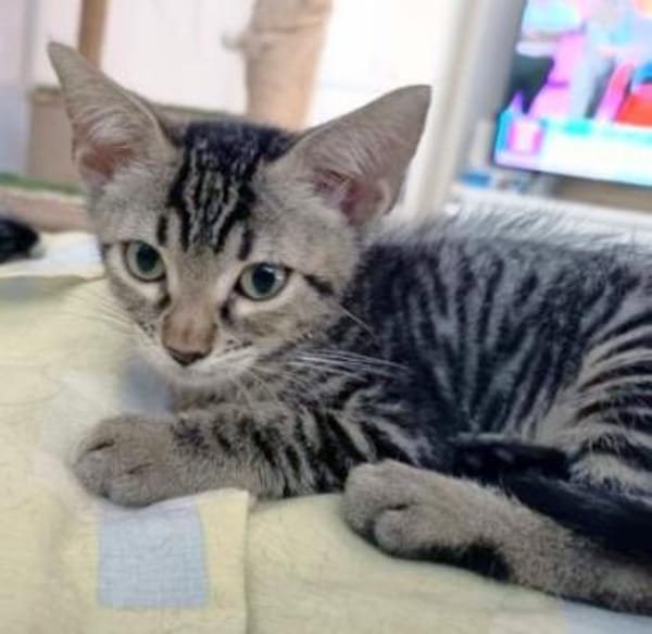 Junger, neugieriger Kater Ciro