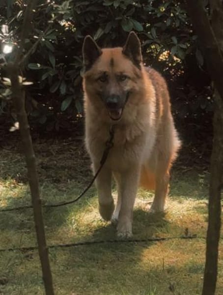 Leo10 sucht ein Zuhause