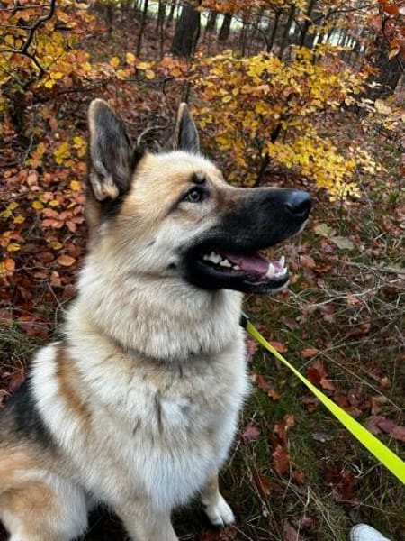 Leo10 sucht ein Zuhause