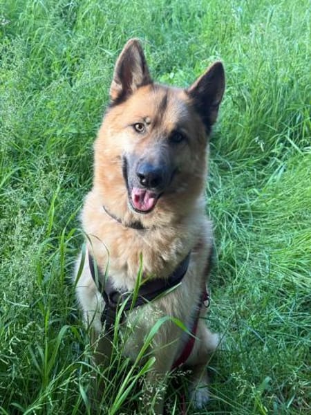 Leo10 sucht ein Zuhause