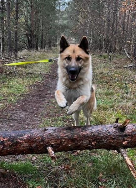 Leo10 sucht ein Zuhause
