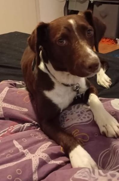 Tayla1 sucht ein Zuhause