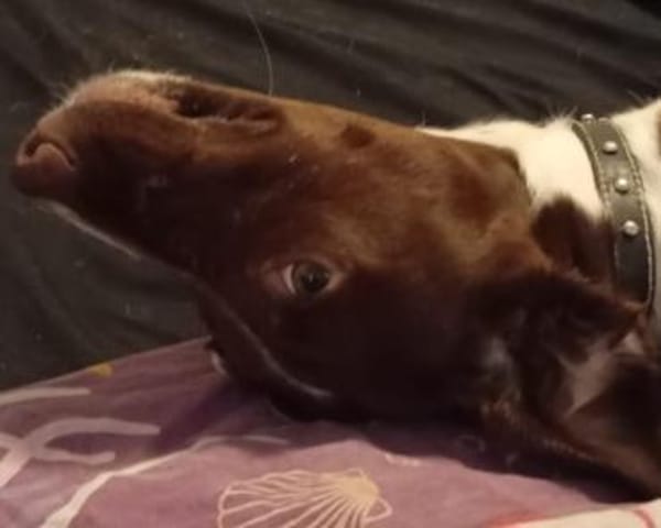 Tayla1 sucht ein Zuhause