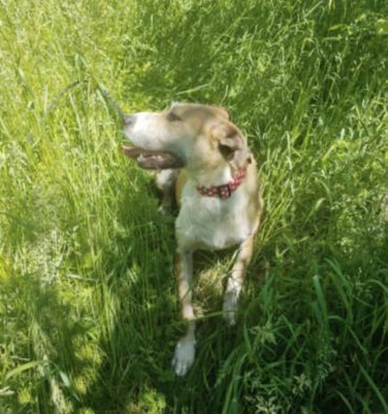 LENI, sanfte, grosse Hündin, Tierschutz