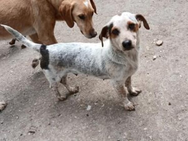 Bescheidene Janka sucht Familie