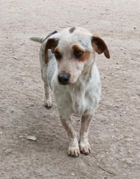 Bescheidene Janka sucht Familie
