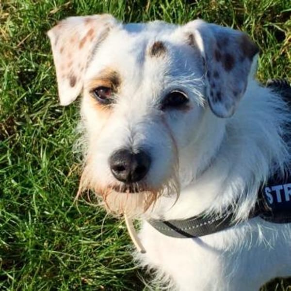 G I N O - sucht Terrier-Kenner......