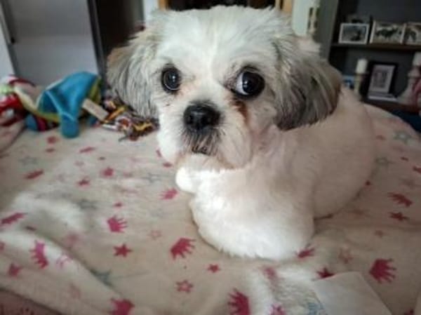 Lebensfrohe Daisy sucht ihr Zuhause
