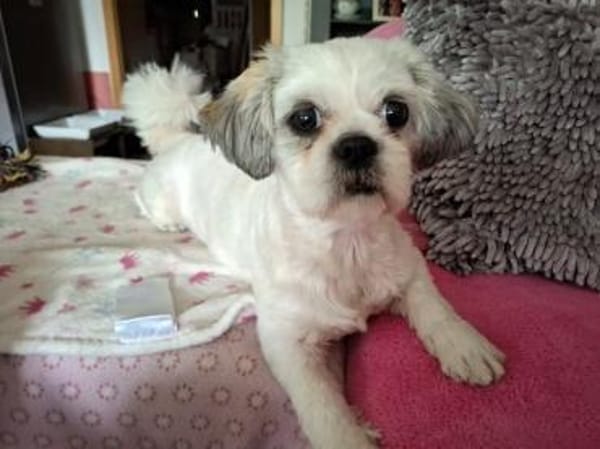Lebensfrohe Daisy sucht ihr Zuhause