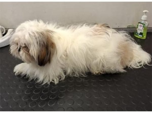 Lebensfrohe Daisy sucht ihr Zuhause