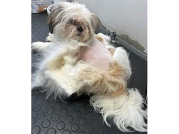 Lebensfrohe Daisy sucht ihr Zuhause