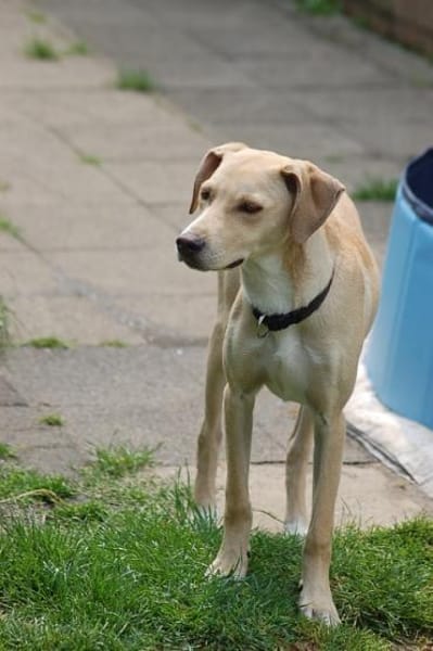 Traumrüde Spiro sucht ein Zuhause
