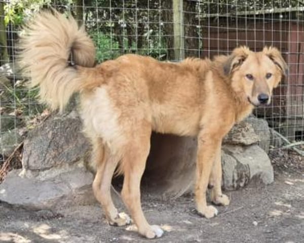 ENYO - toller Kerl für Hundeerfahrene