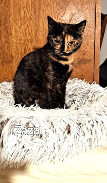 ZAZA - MIMI - EFFIE -