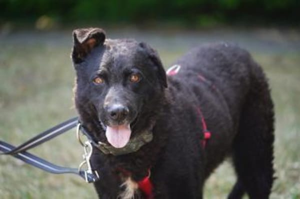 Pepper wartet schon so lange