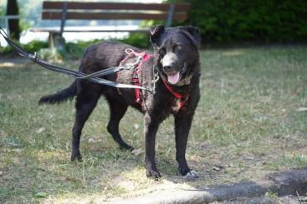 Pepper wartet schon so lange
