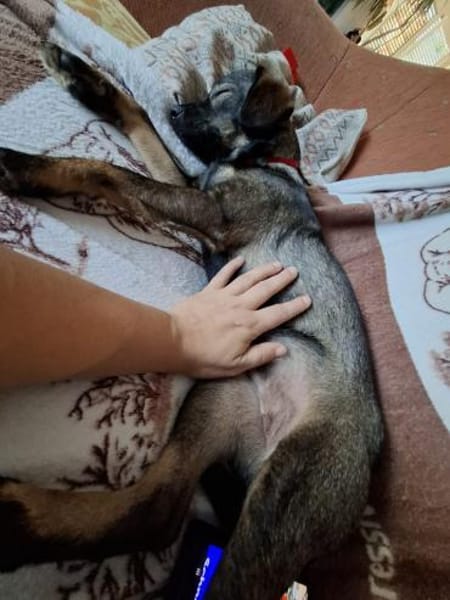Süße Eli❤ sucht liebevolles Zuhause