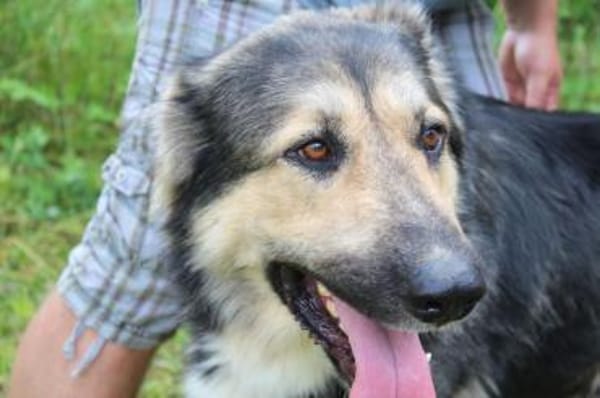Balu❤derzeit in 49143 Bissendorf