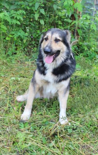 Balu❤derzeit in 49143 Bissendorf
