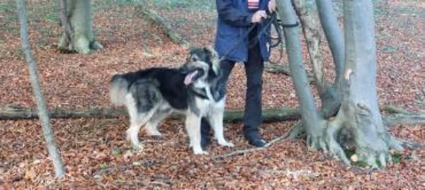 Balu❤derzeit in 49143 Bissendorf
