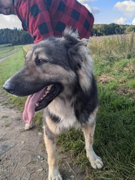 Balu❤derzeit in 49143 Bissendorf
