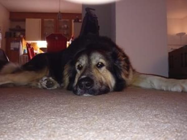 Balu❤derzeit in 49143 Bissendorf