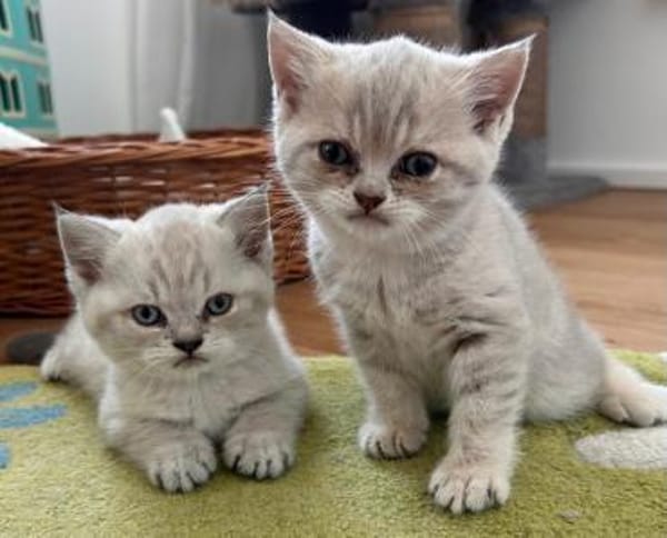 Zuhause gesucht für zwei BKH-Kitten