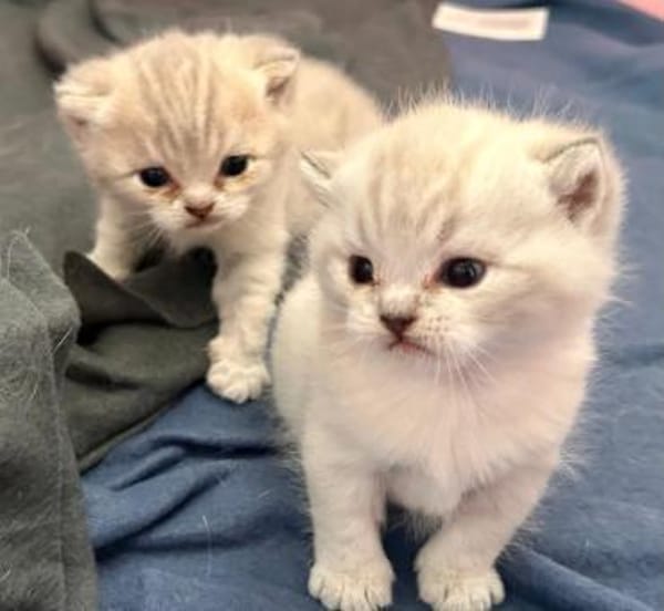 Zuhause gesucht für zwei BKH-Kitten
