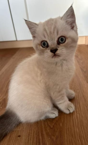 Zuhause gesucht für zwei BKH-Kitten
