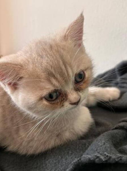 Zuhause gesucht für zwei BKH-Kitten