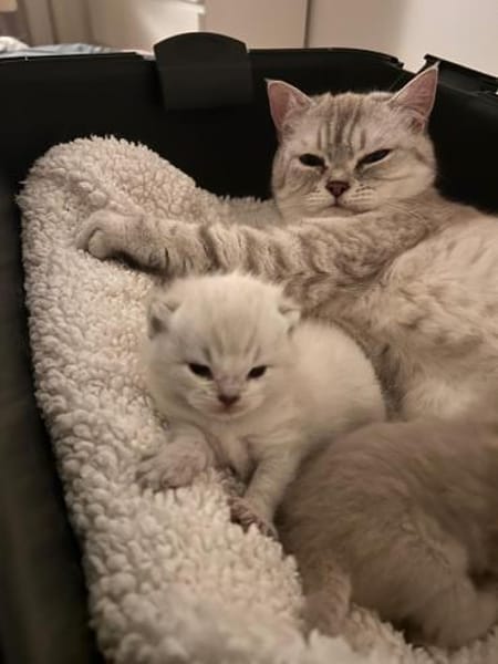 Zuhause gesucht für zwei BKH-Kitten