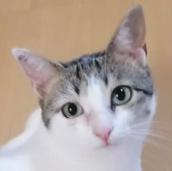 KITTY