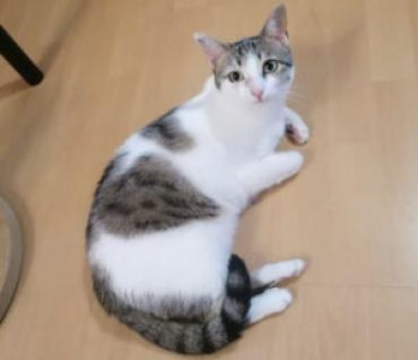 KITTY